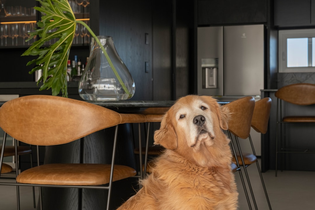 Dog friendly kitchen