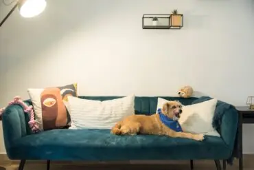 Furnished pet friendly rentals
