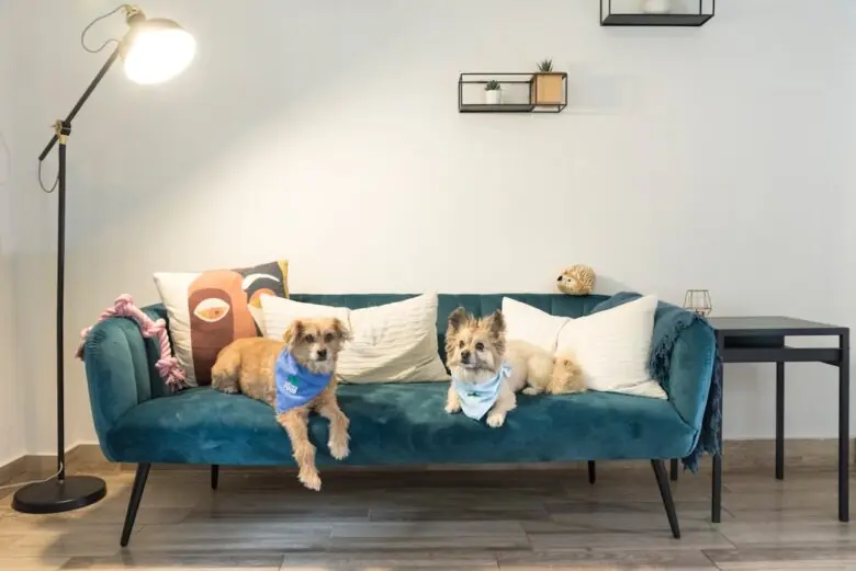 monthly rentals pet friendly