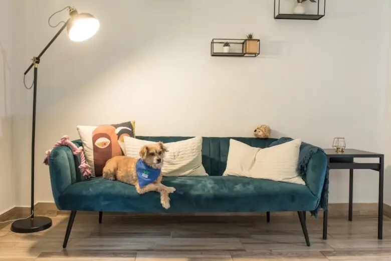 Pet friendly furnished rentals