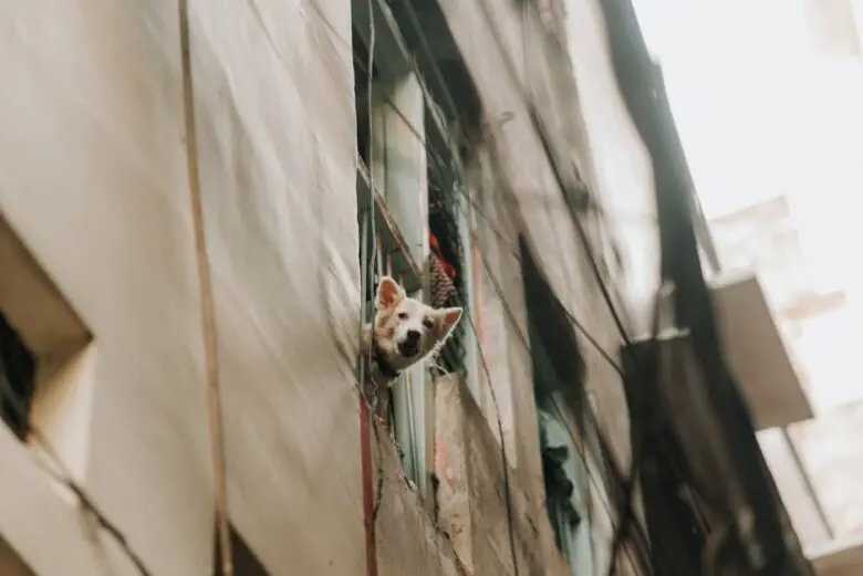 Downtown pet friendly apartments