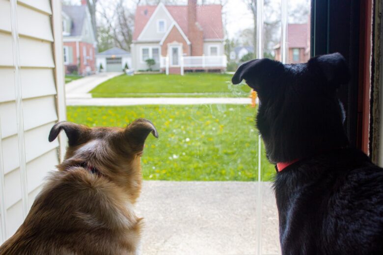 pet friendly houses for rent near me