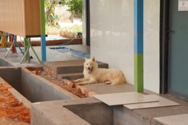 temporary pet friendly housing