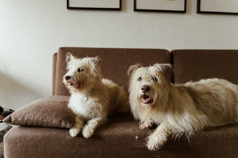 pet friendly homes for rent