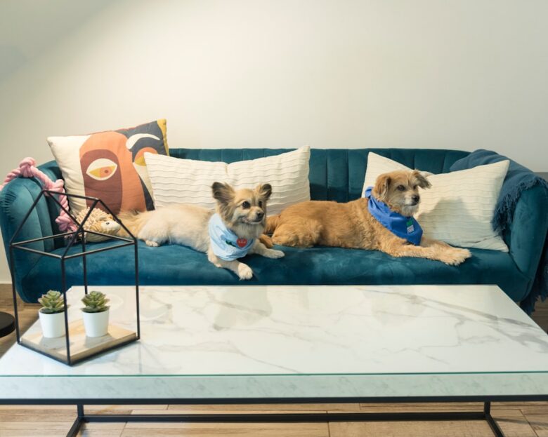 2 bedroom apartments that allow pets