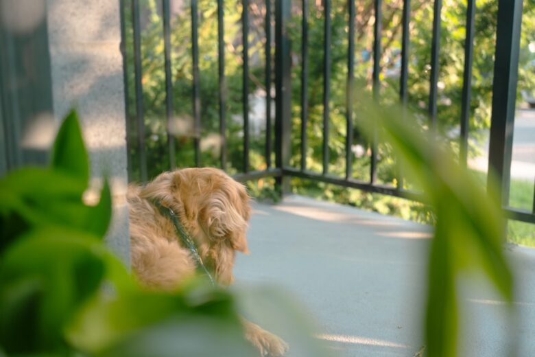 pet friendly apartments for rent under $1000