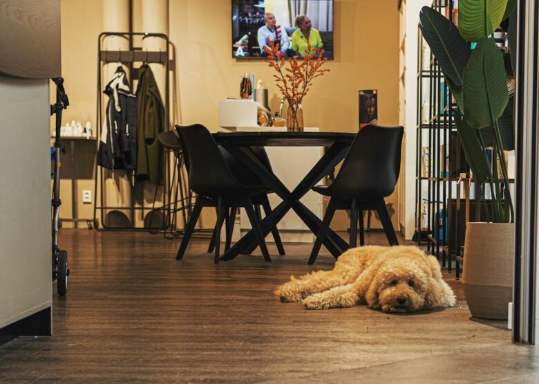 pet friendly 3 bedroom rental